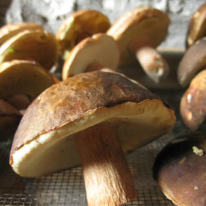 wild porcini mushrooms