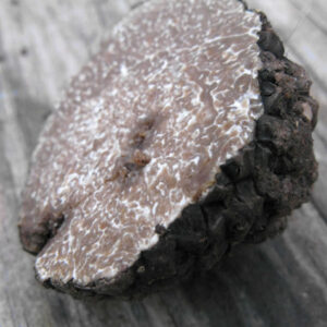 truffles from the zagori area